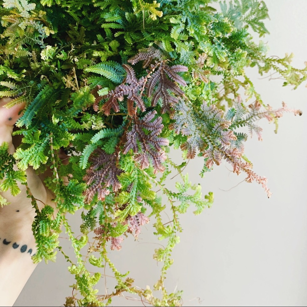 RARE!! Selaginella Uncinata Rainbow Moss Plant 🌱